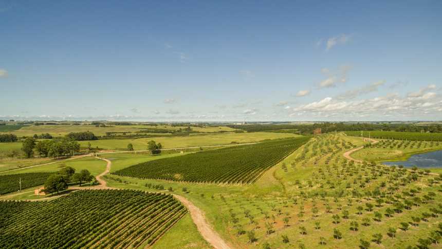 O vinho e o vento: como a soja ameaça os parreirais do Rio Grande do Sul – Marca Legal