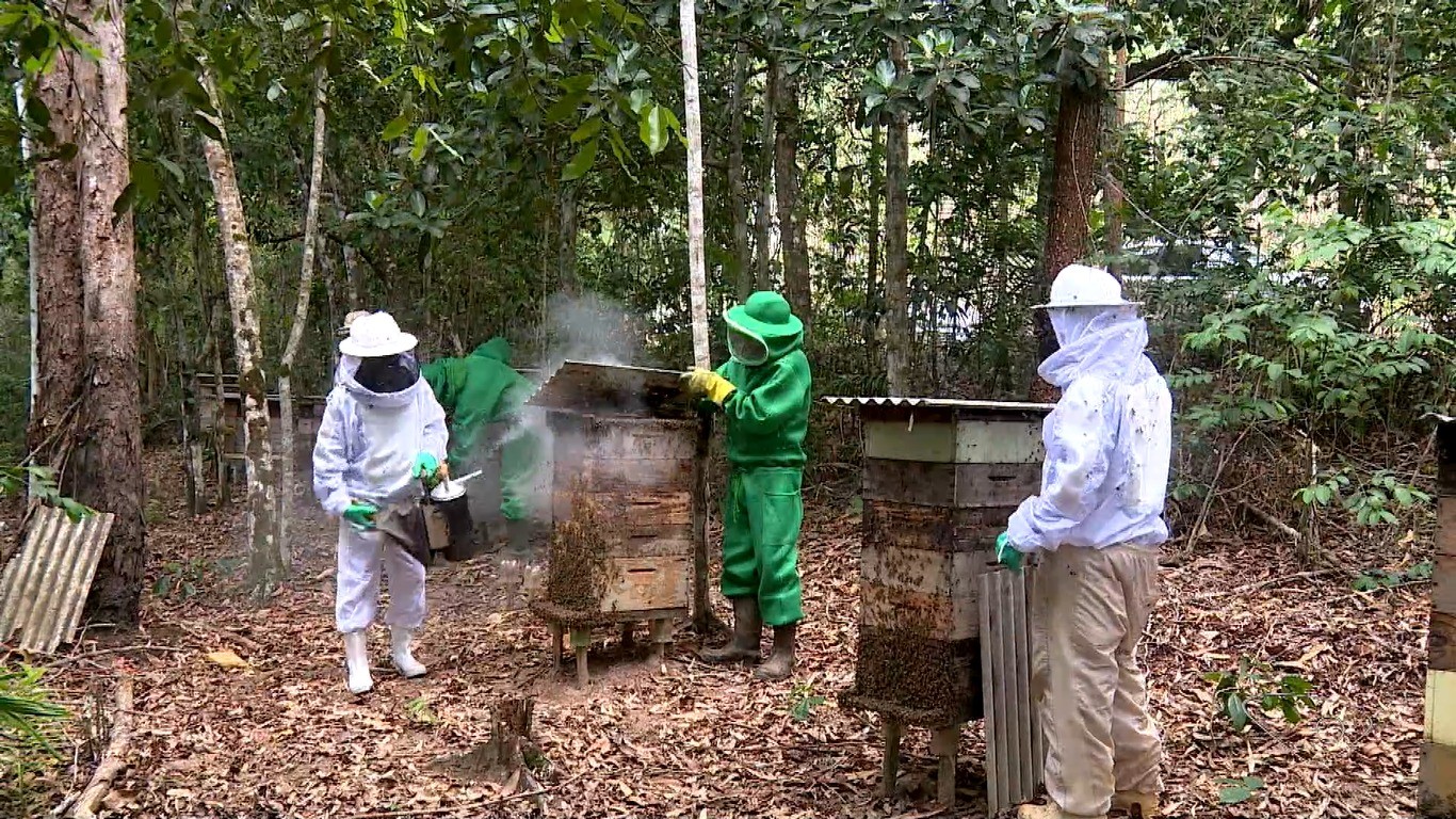 Apicultores transformam áreas de preservação em negócio lucrativo no ES