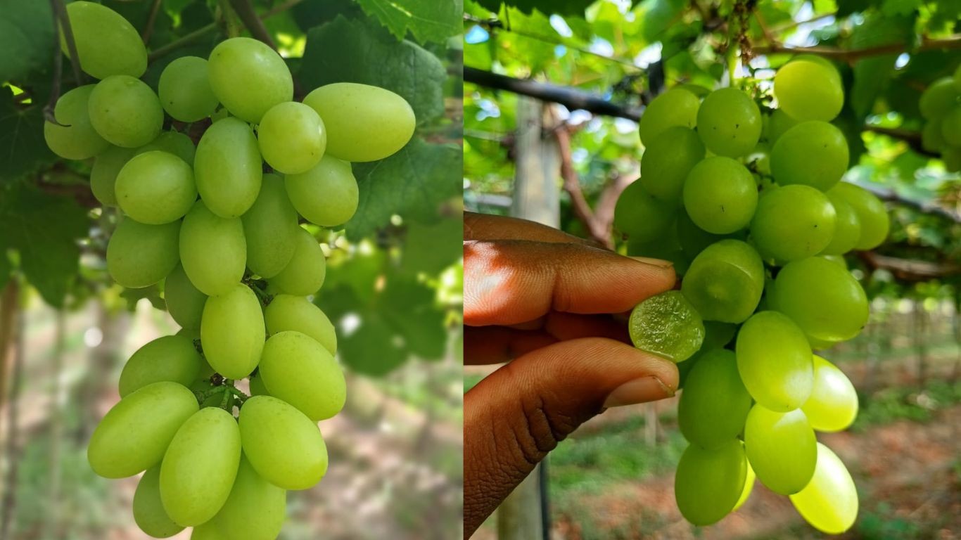 Agro muda de jogo: produtores trocam EUA por novos mercados após tarifa de 36,5%